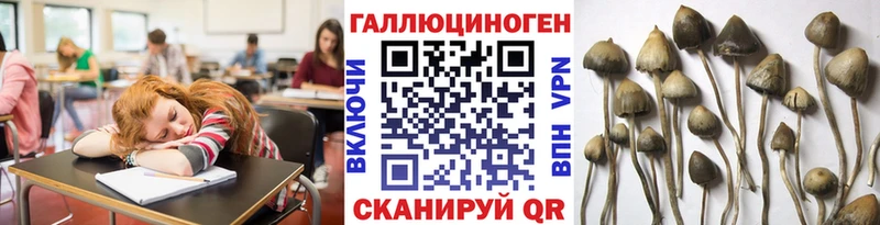 Купить  Красный Холм  Псилоцибиновые грибы мицелий 